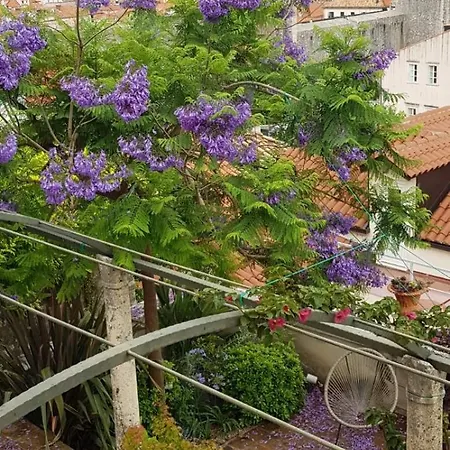 Apartment Ani Ariel